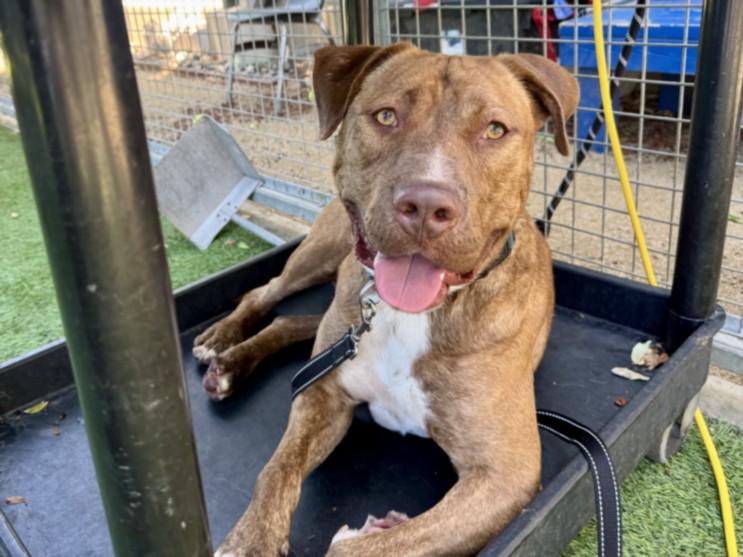 SANTA, Adoptable, Young Male Pit Bull Terrier & Mixed Breed.