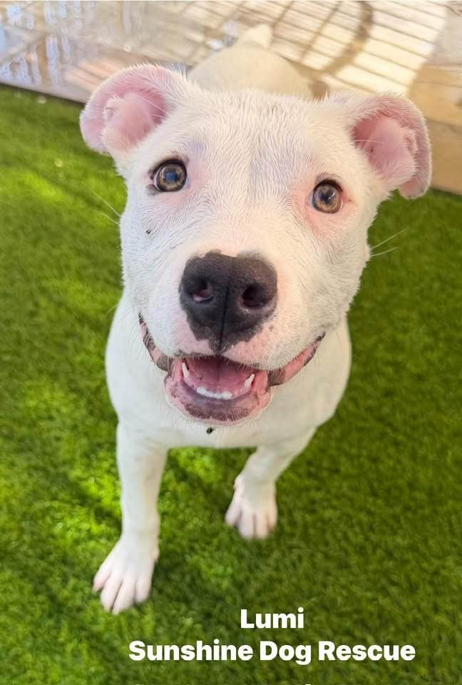 Enlarge Lumi, a Adoptable mixed breed in Phoenix, AZ image 1/3