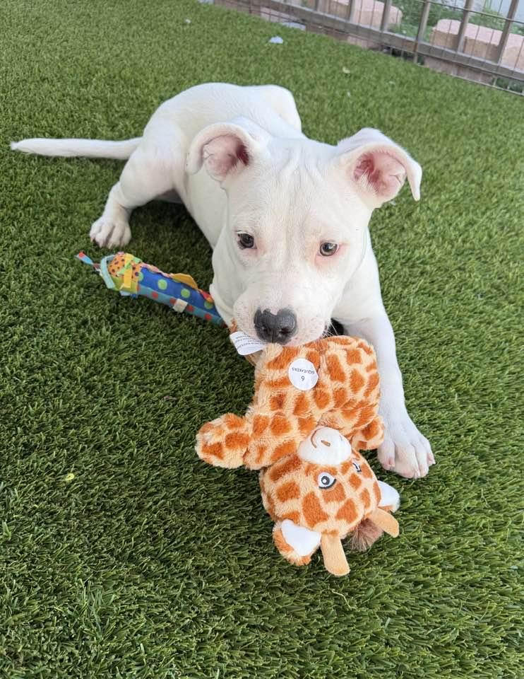 Enlarge Lumi, a Adoptable mixed breed in Phoenix, AZ image 2/3