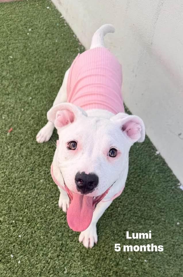 Enlarge Lumi, a Adoptable mixed breed in Phoenix, AZ image 3/3