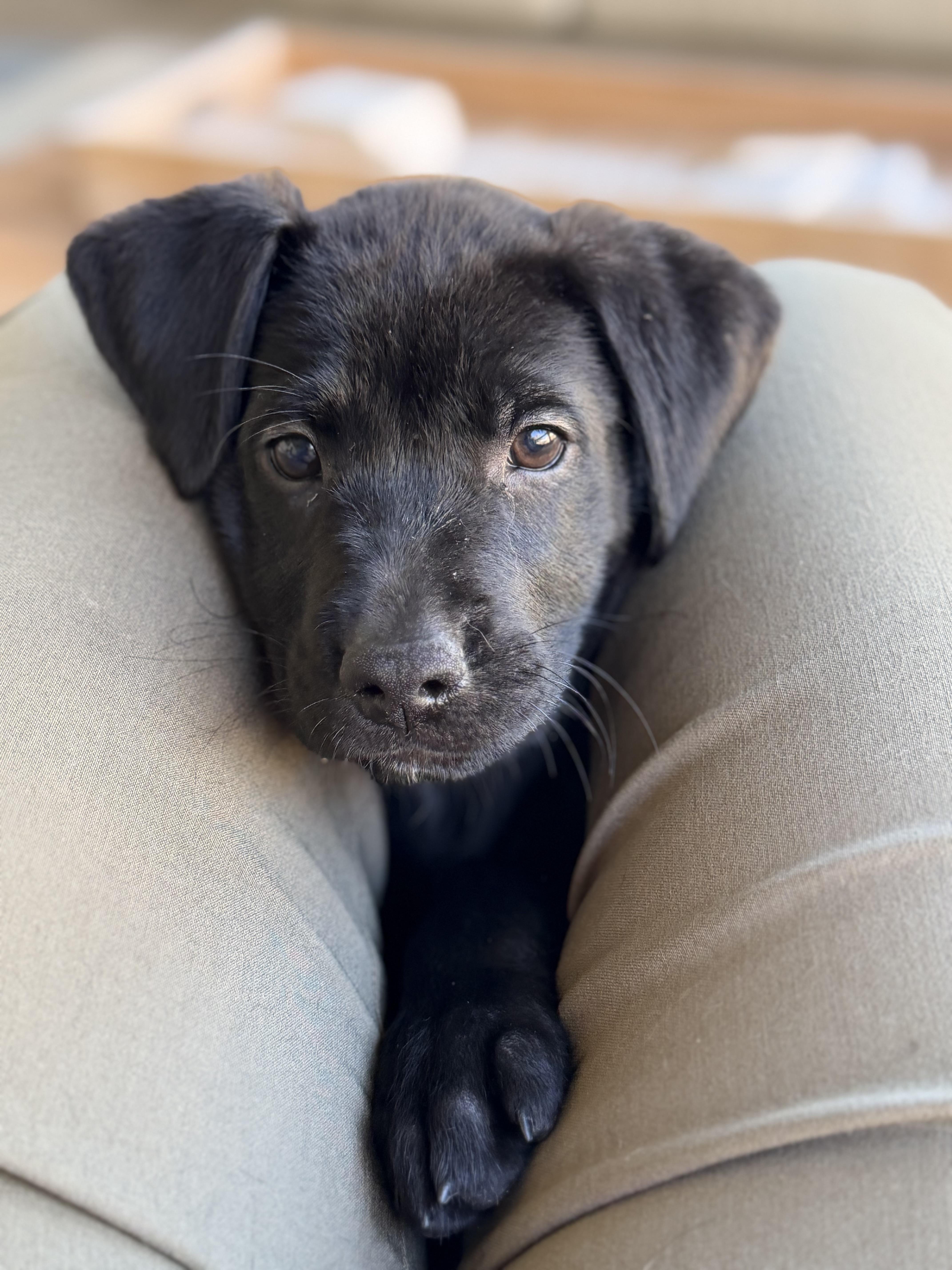 Enlarge Violet, a ADOPTABLE mixed breed in Palm springs, FL image 1/1