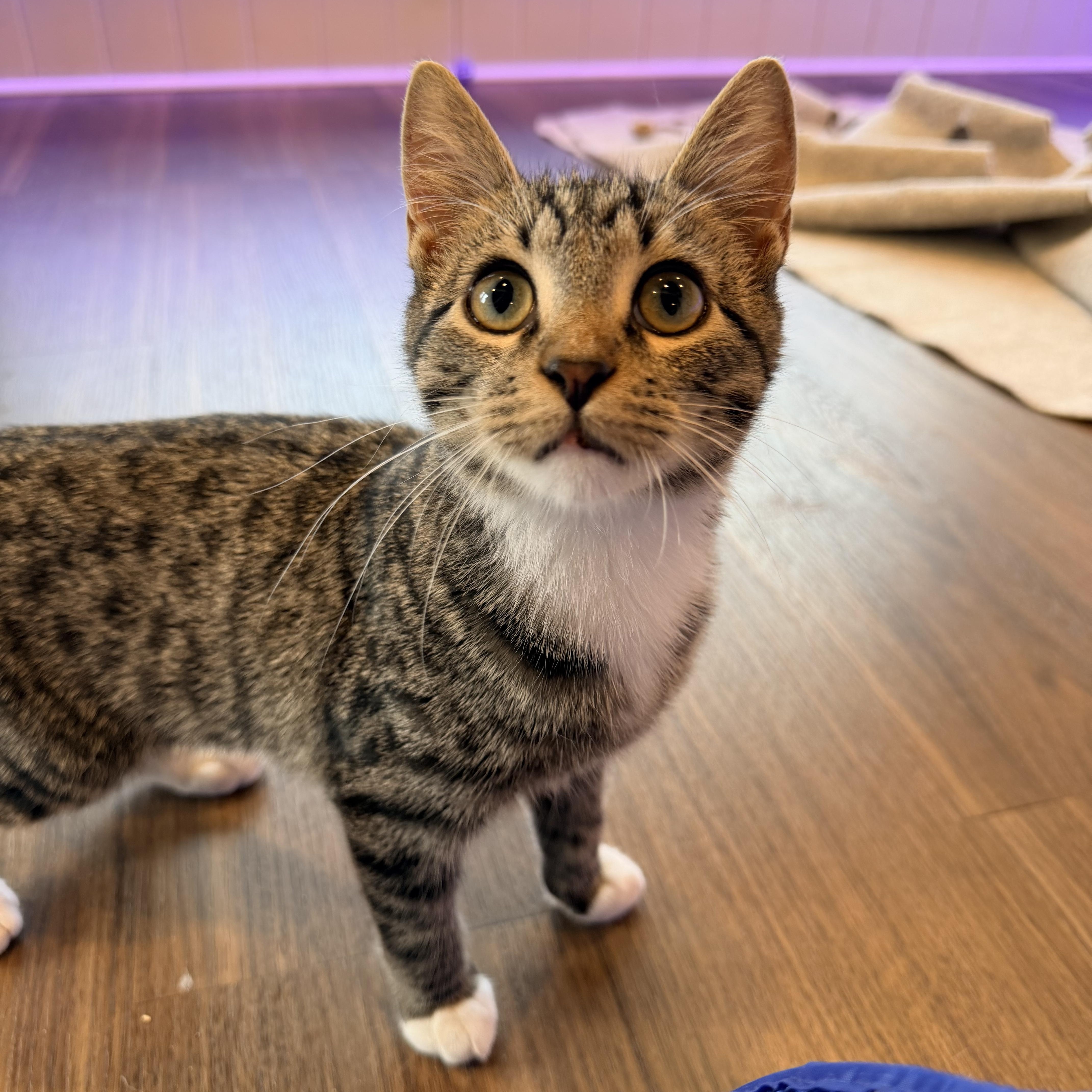 Enlarge Hal, a Adopted Domestic Short Hair in Bellmawr, NJ image 1/1