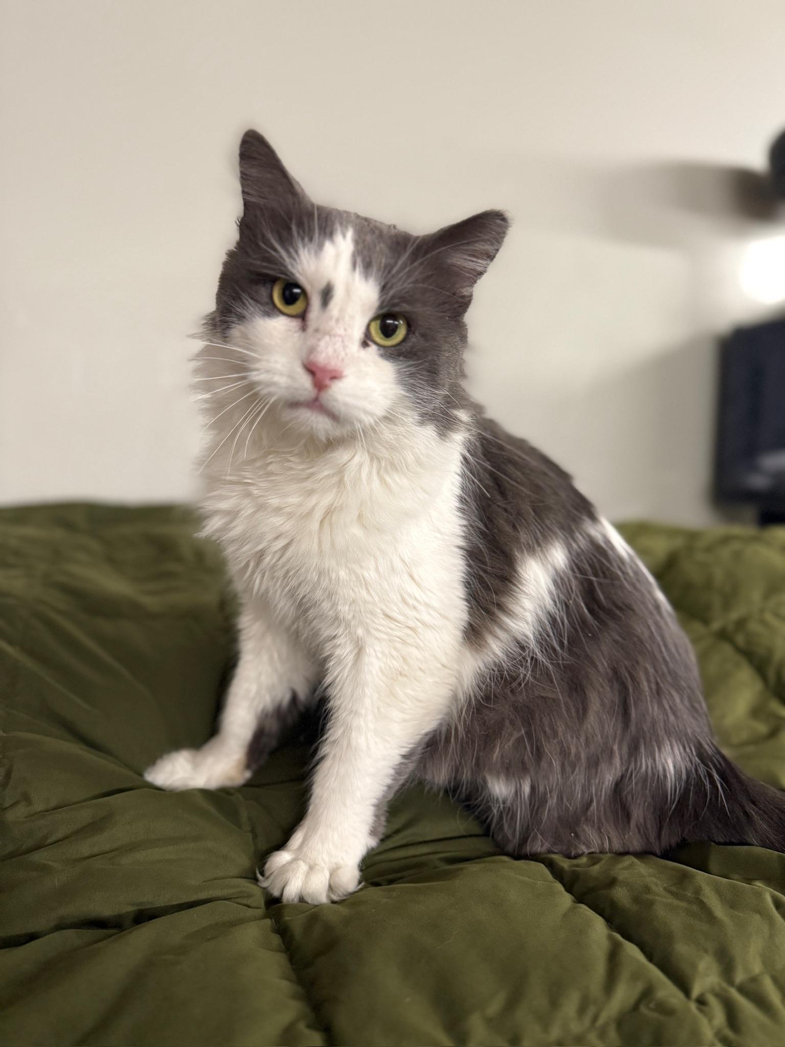 Tyler, adoptable, Young Male Domestic Medium Hair.