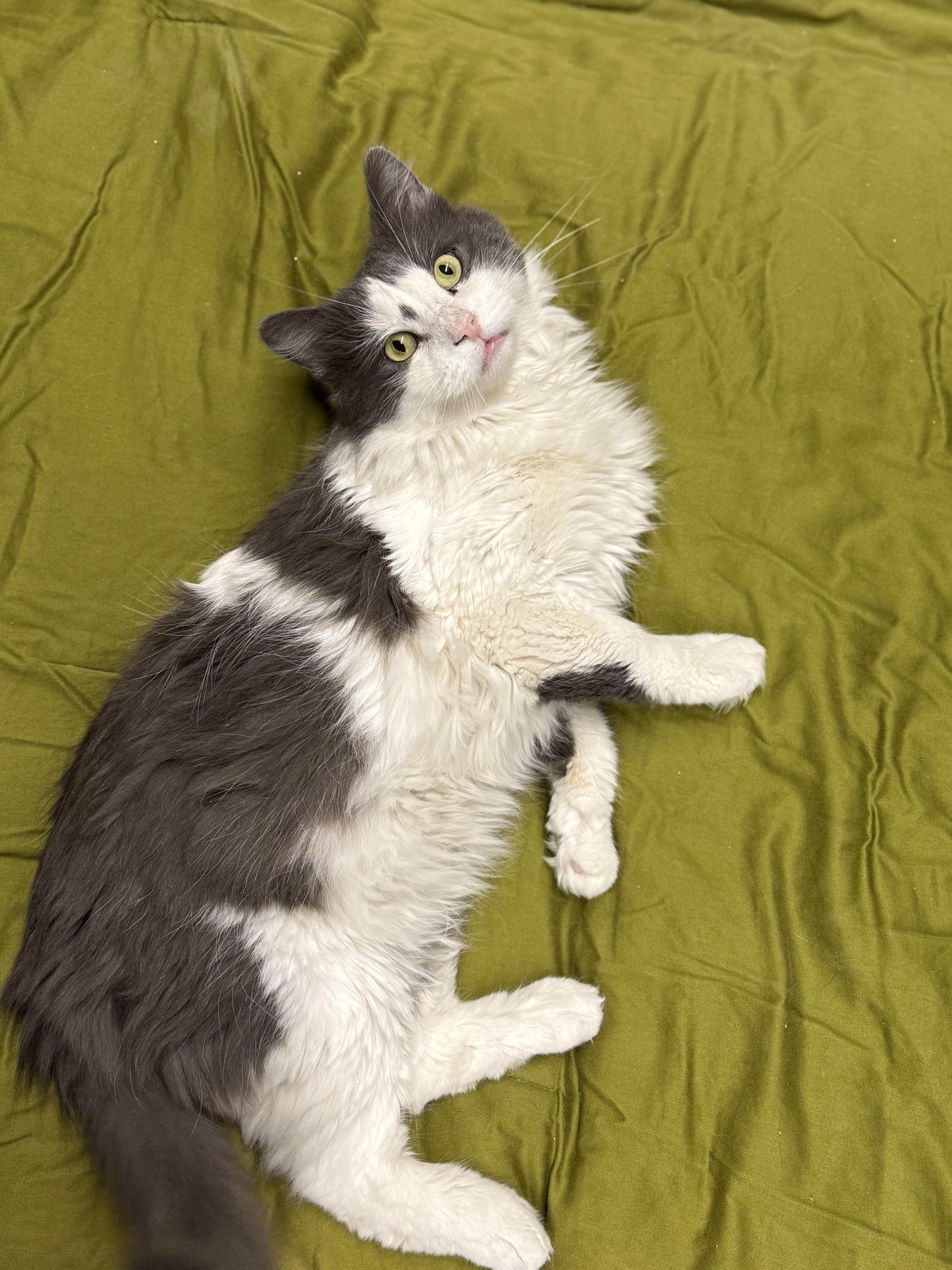 Enlarge Tyler, an adoptable Domestic Medium Hair in Massillon , OH image 2/6