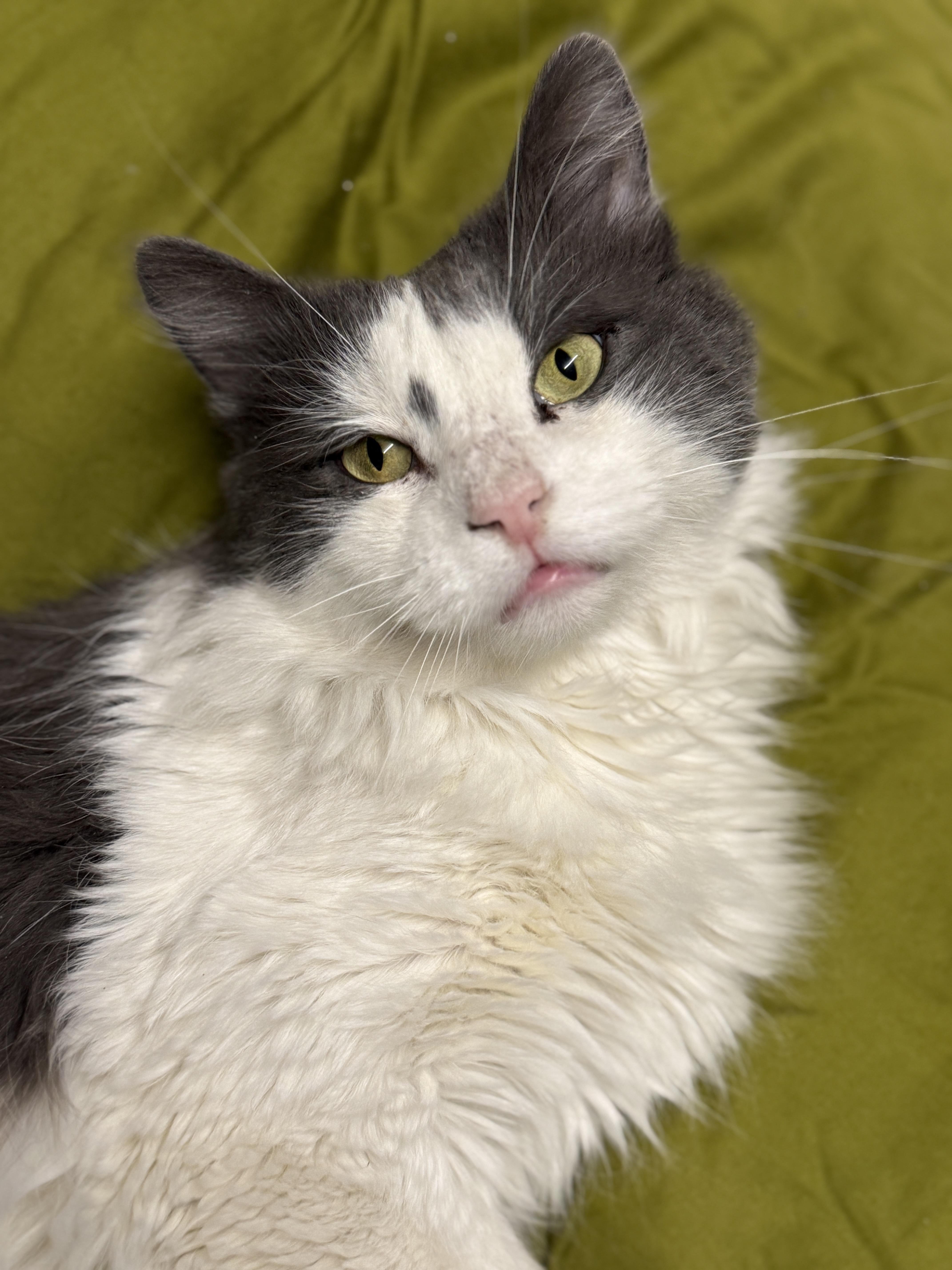 Enlarge Tyler, an adoptable Domestic Medium Hair in Massillon , OH image 3/6
