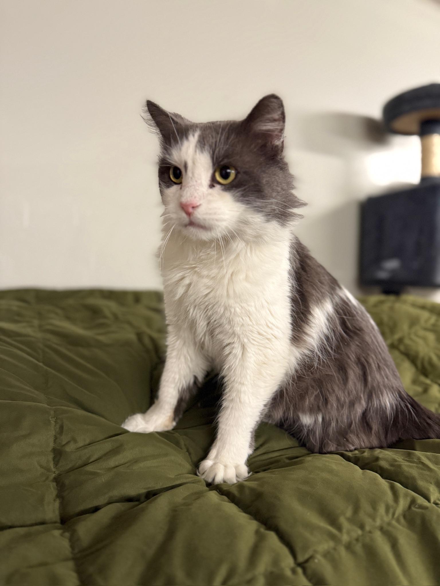 Enlarge Tyler, an adoptable Domestic Medium Hair in Massillon , OH image 4/6