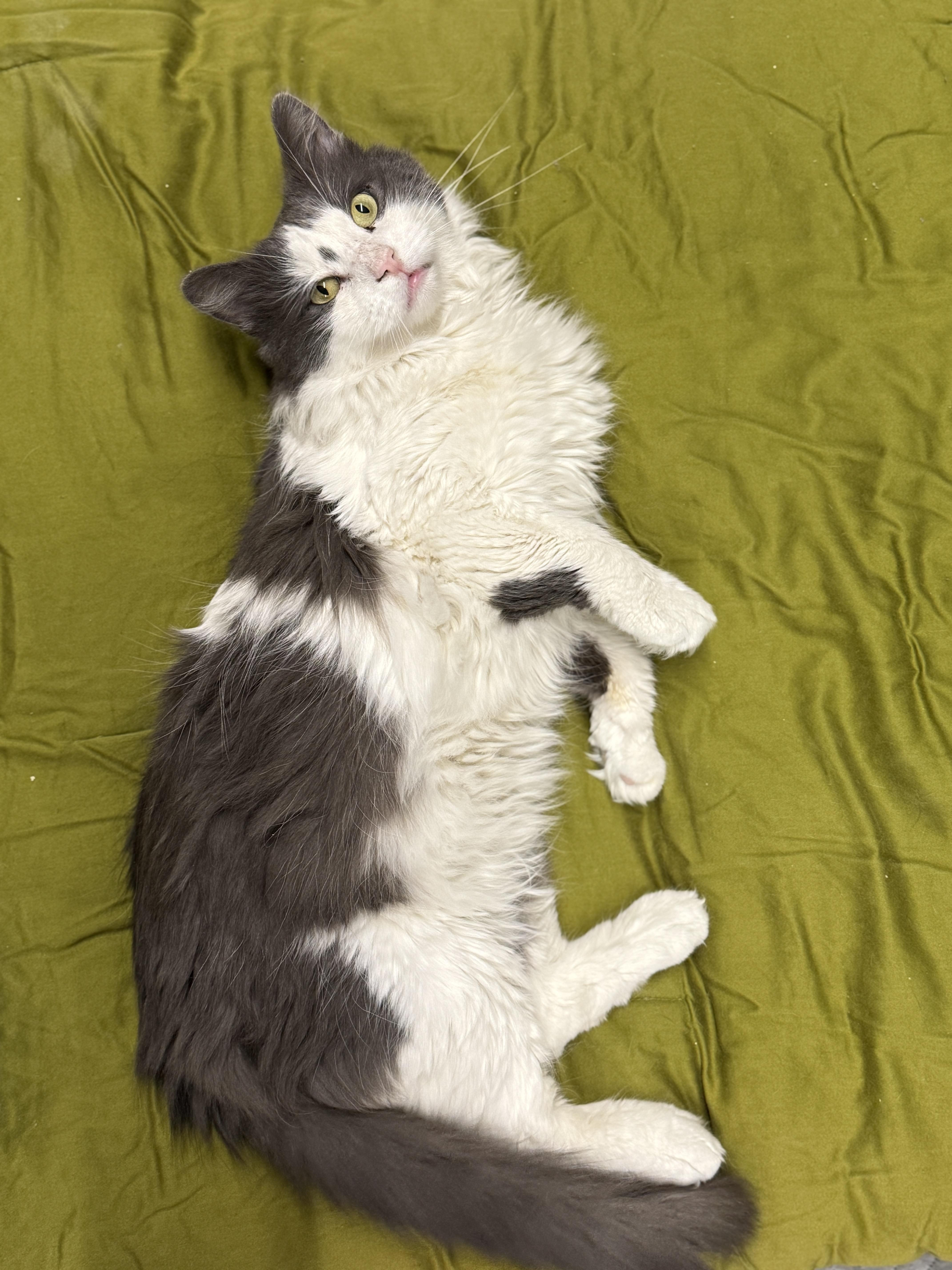 Enlarge Tyler, an adoptable Domestic Medium Hair in Massillon , OH image 5/6