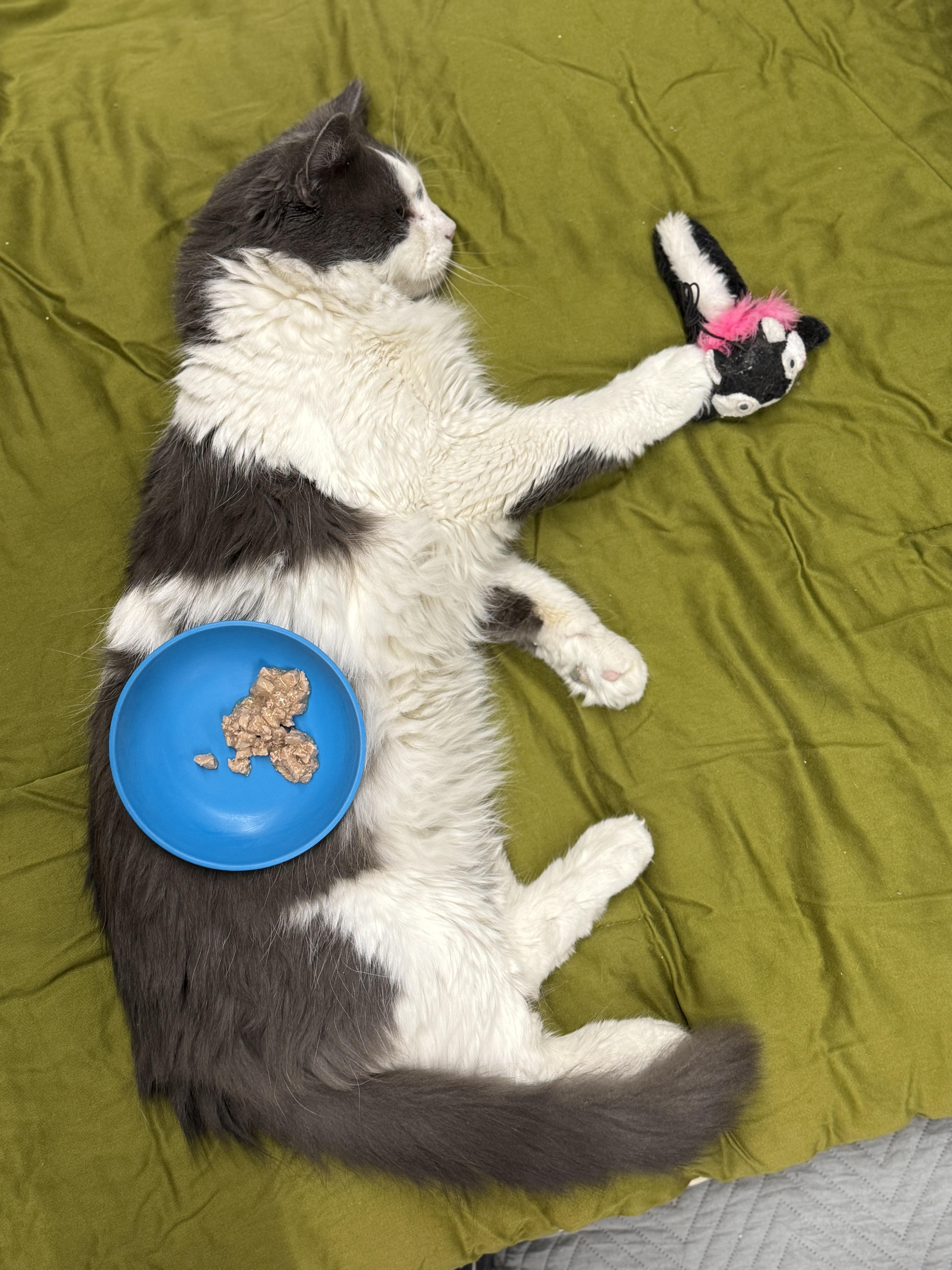 Enlarge Tyler, an adoptable Domestic Medium Hair in Massillon , OH image 6/6