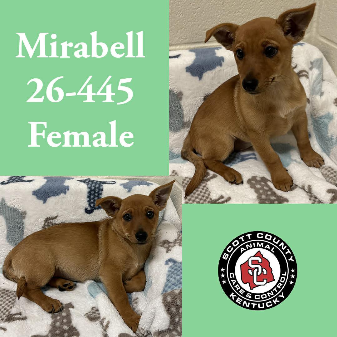 Enlarge Mirabell, a Adopted Chihuahua in Georgetown, KY image 1/1
