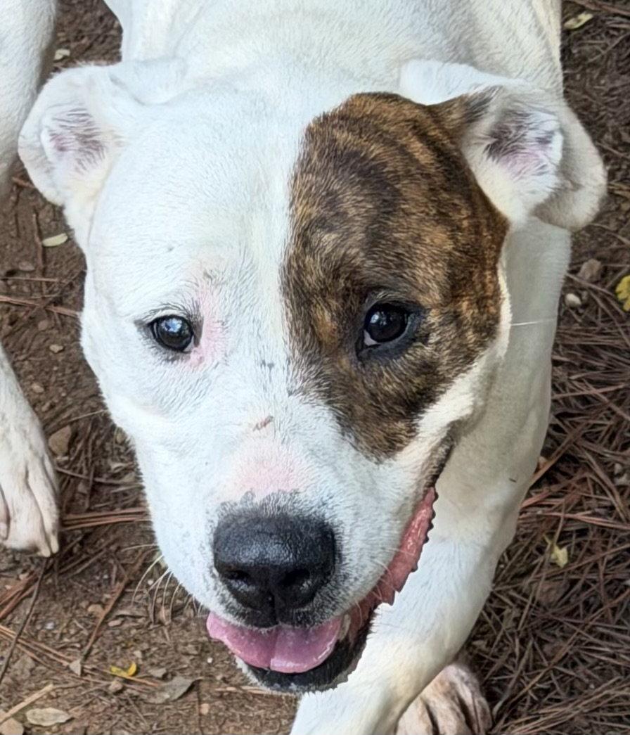 Enlarge Luther, a Adoptable American Bulldog in Carrollton, GA image 1/3