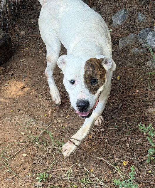 Enlarge Luther, a Adoptable American Bulldog in Carrollton, GA image 2/3