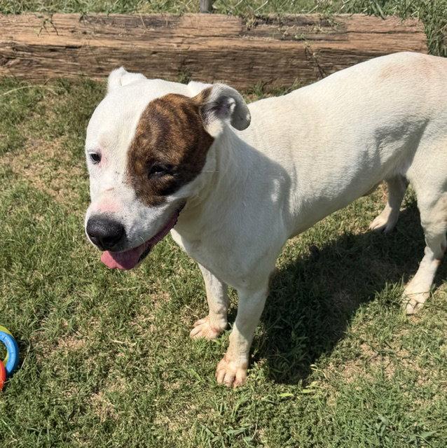 Enlarge Luther, a Adoptable American Bulldog in Carrollton, GA image 3/3