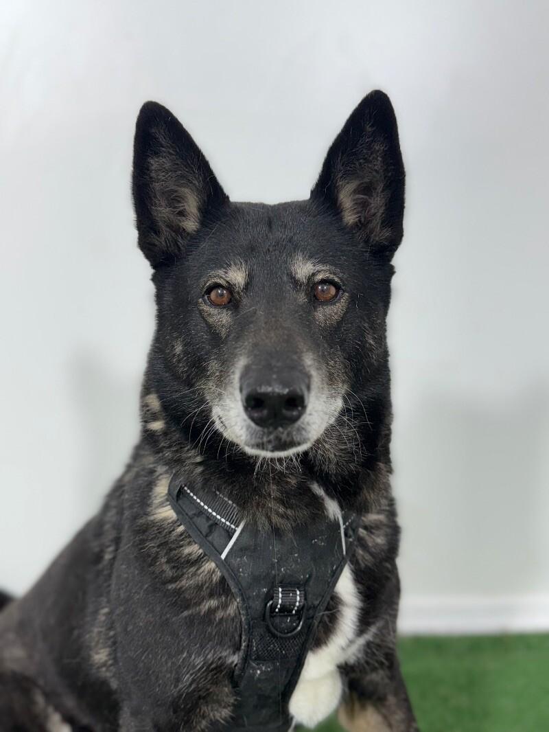 Pamela-One of our Amazing Rescue Dogs, Adoptable, Young Female Norwegian Elkhound & Mixed Breed.