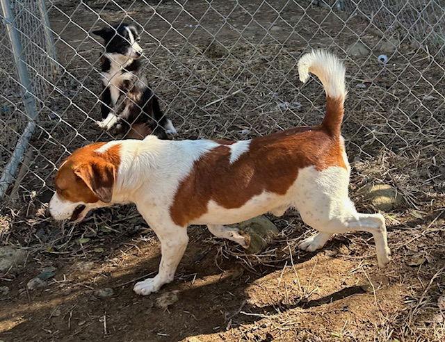 Farley, Adoptable, Adult Male Beagle & Hound.