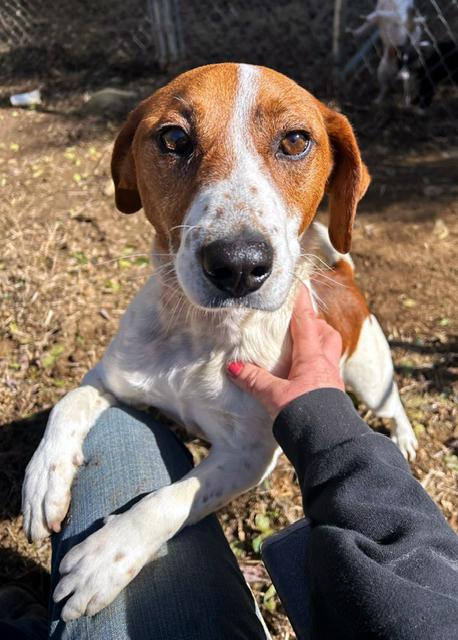 Farley, a Adoptable mixed breed in Arlington, VA image 3/3