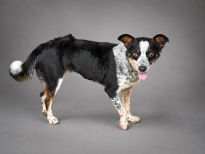McKenzie, Adoptable, Adult Female Australian Cattle Dog / Blue Heeler & Mixed Breed.