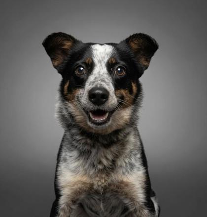 McKenzie, a Adoptable mixed breed in Bowling Green, KY image 2/2