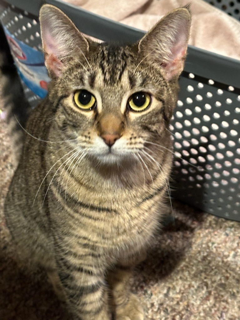 Enlarge Gala, a Adoptable mixed breed in Glen Ellyn, IL image 1/6