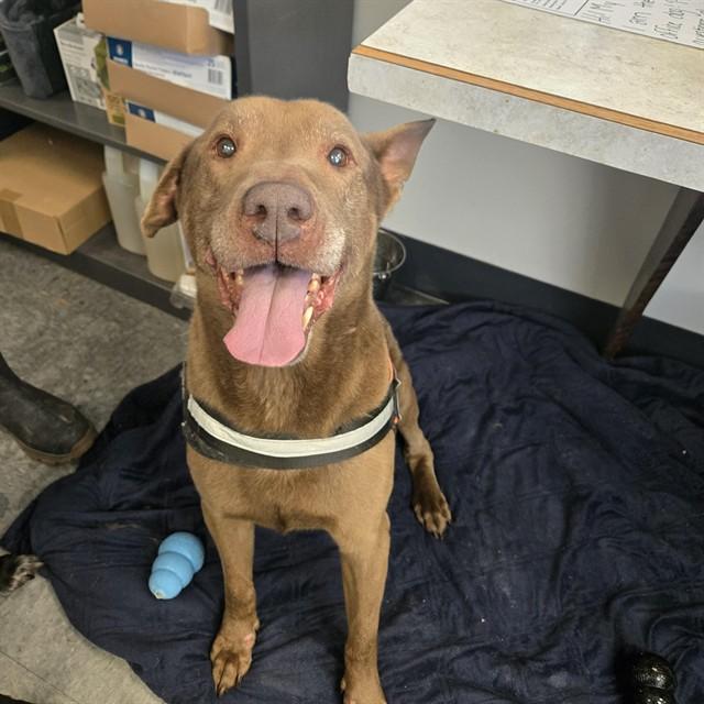 BAYLOR, Adoptable, Adult Male Labrador Retriever.