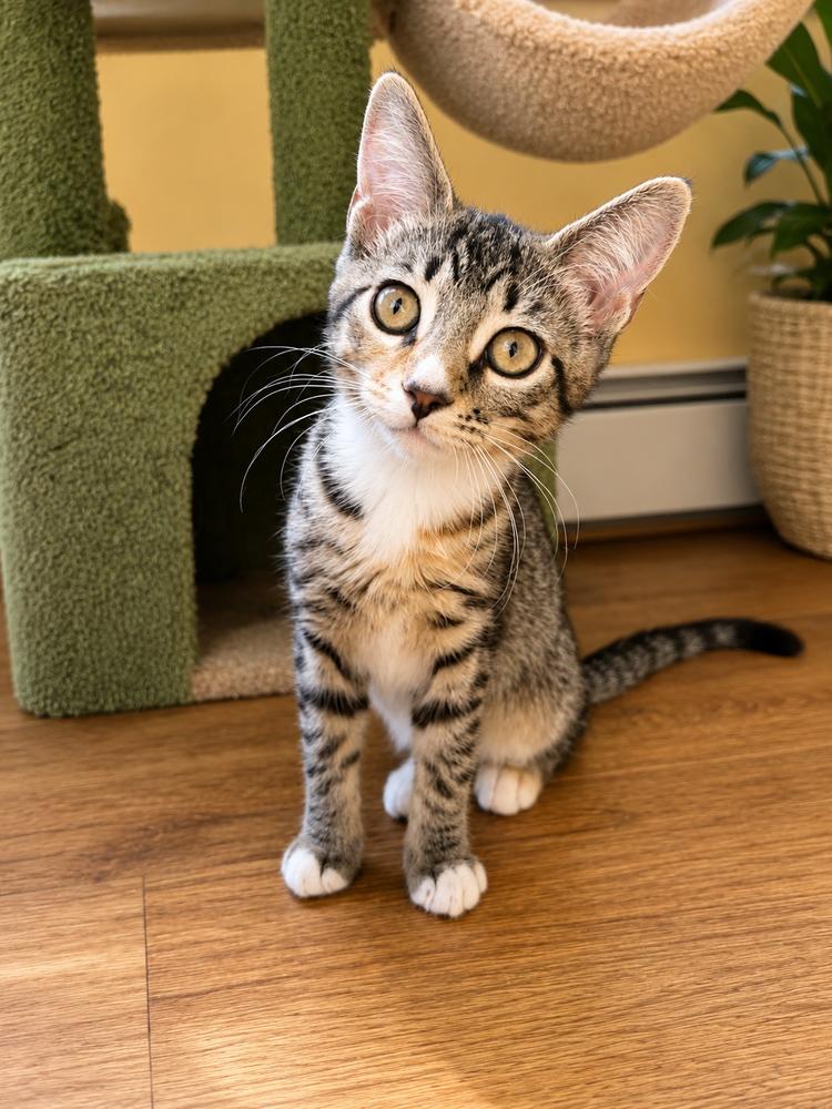 Enlarge Chiquita and Banana, a Adopted American Shorthair in Westwood, NJ image 2/4