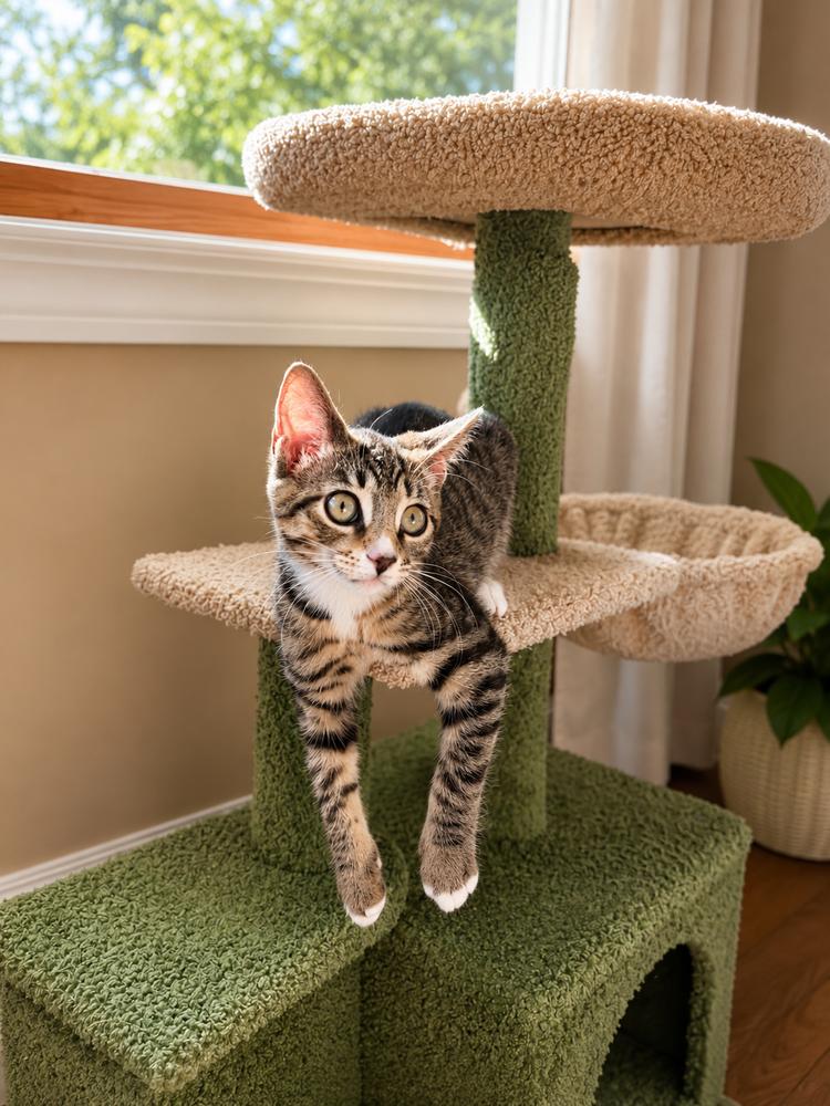 Enlarge Chiquita and Banana, a Adopted American Shorthair in Westwood, NJ image 3/4