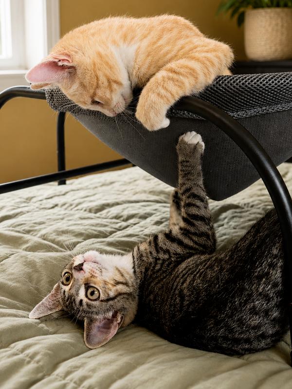 Enlarge Chiquita and Banana, a Adopted American Shorthair in Westwood, NJ image 4/4