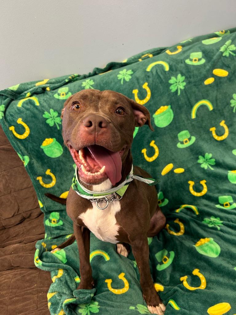 Gemini, Adoptable, Young Female Pit Bull Terrier.