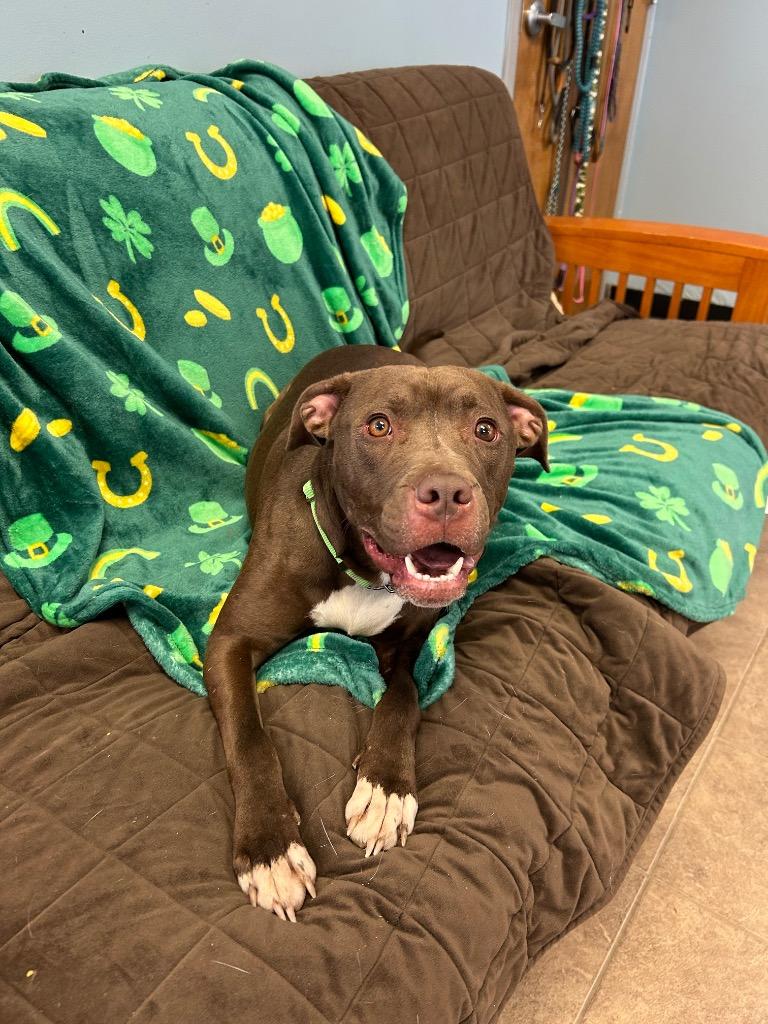 Enlarge Gemini, a Adoptable Pit Bull Terrier in Marion, OH image 2/3