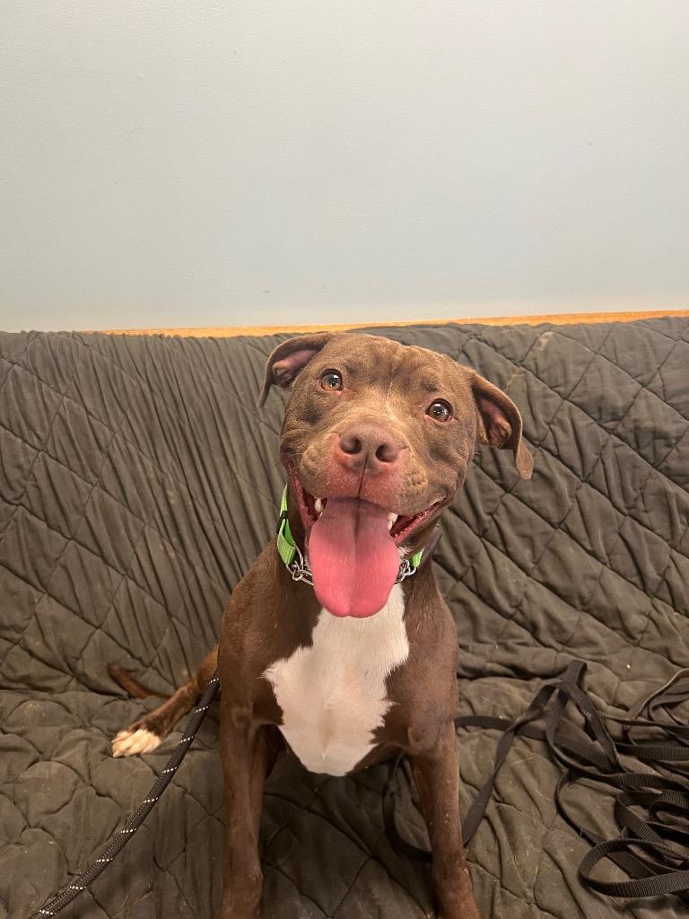 Enlarge Gemini, a Adoptable Pit Bull Terrier in Marion, OH image 3/3