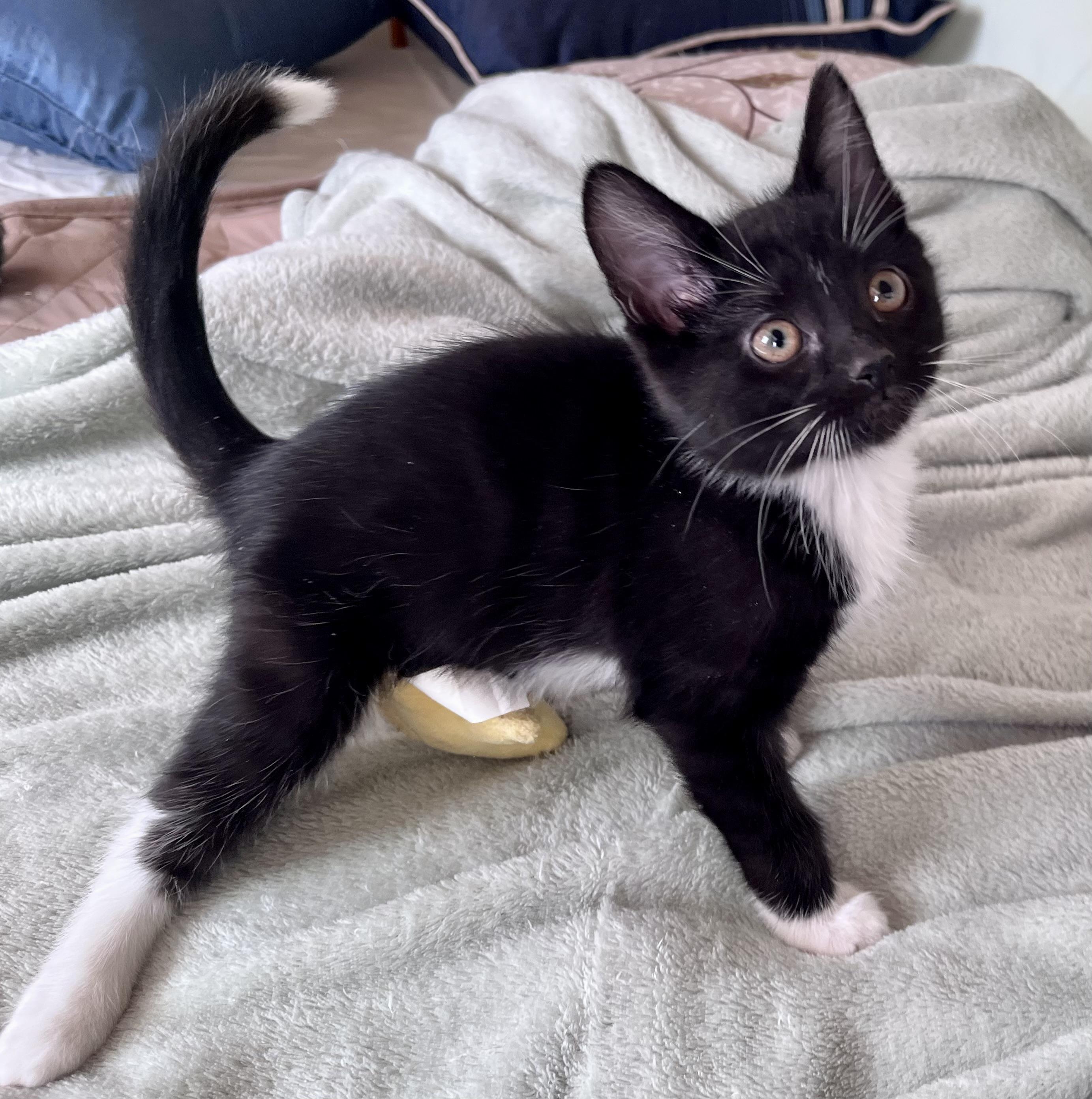 Vinnie, an adopted mixed breed in Rocky Hill, CT image 4/5