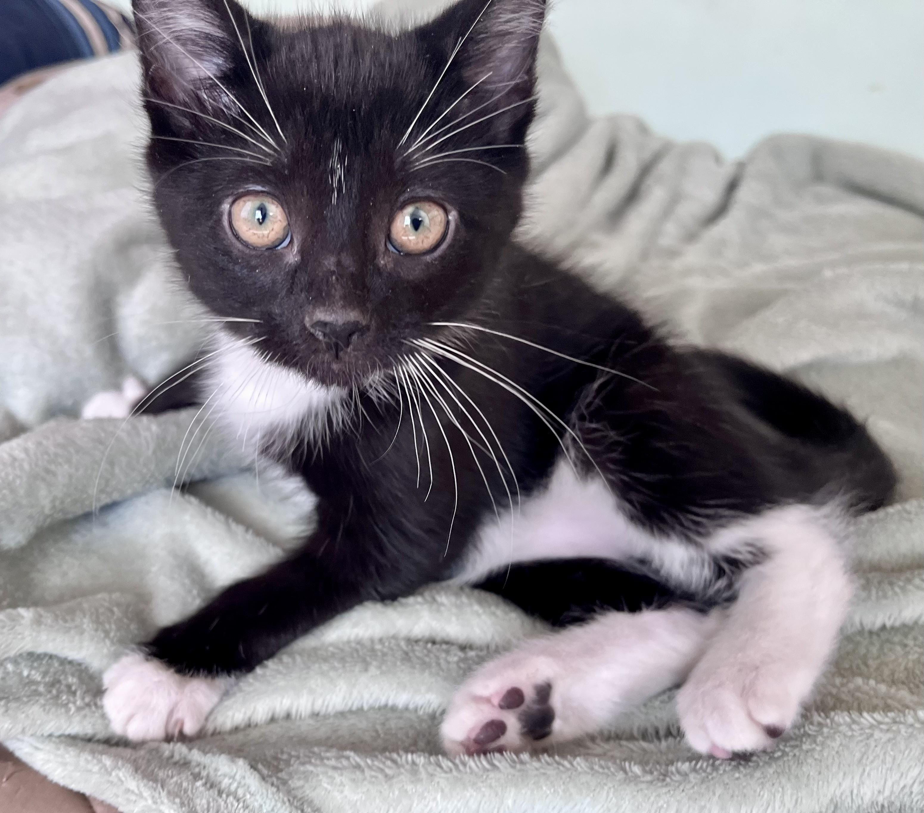Vinnie, adopted, Kitten Male Domestic Short Hair.