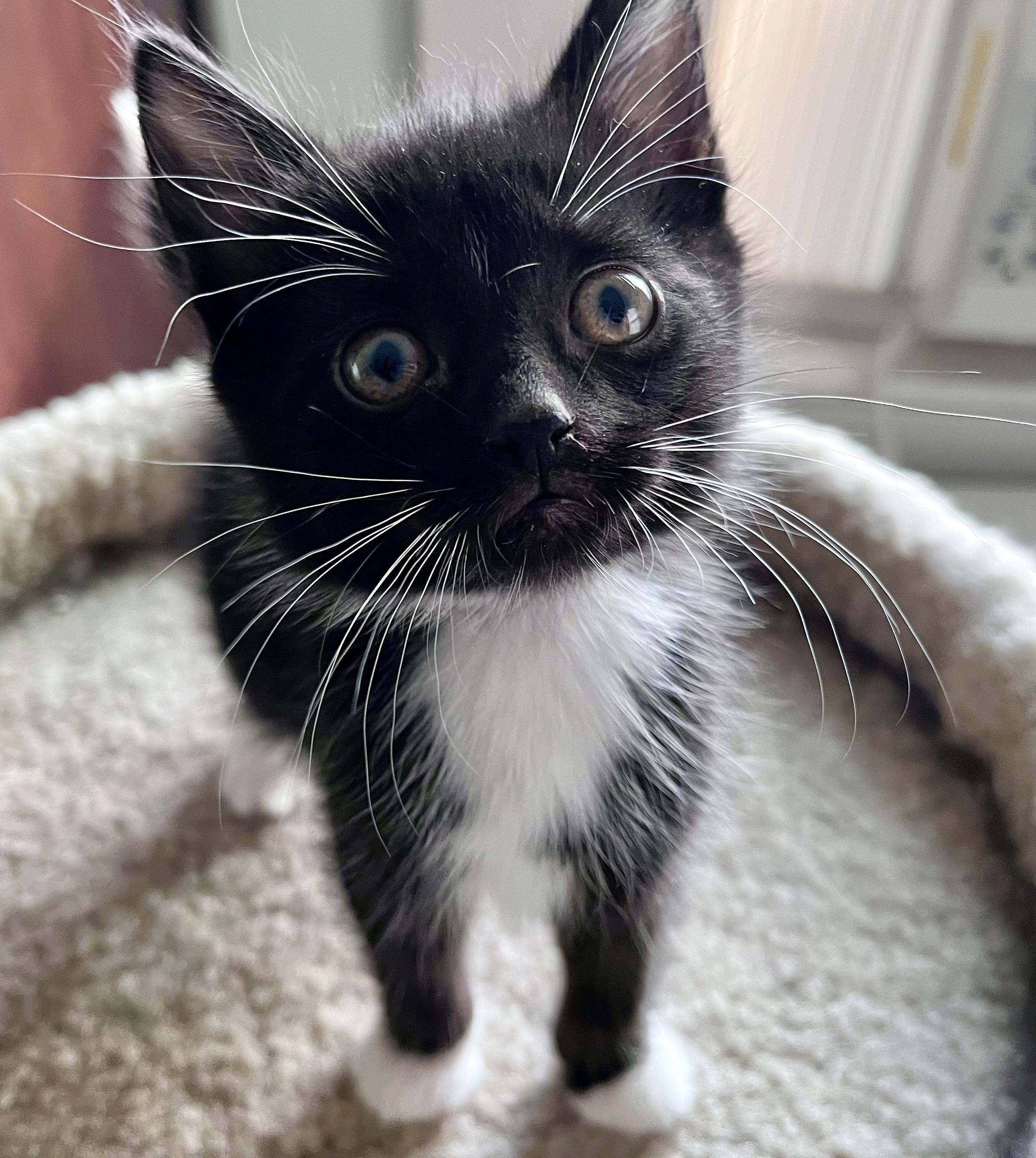 Vinnie, an adopted mixed breed in Rocky Hill, CT image 2/5