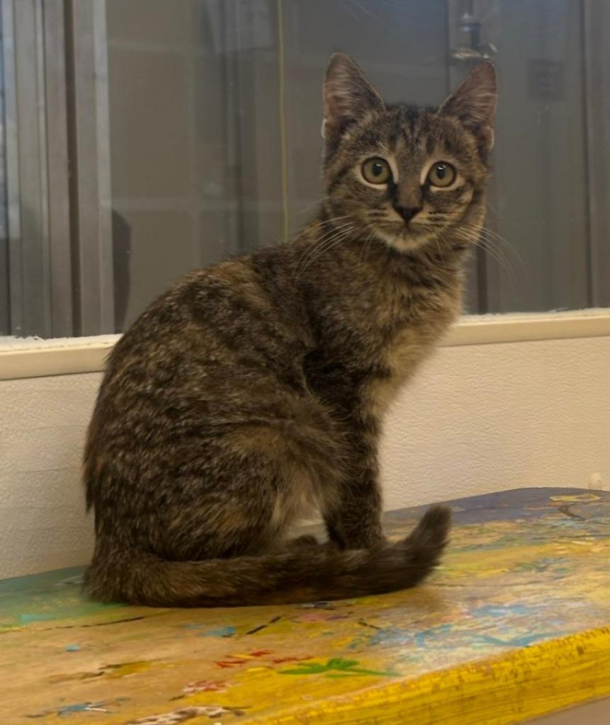Apple Cider, Adoptable, Kitten Female Domestic Short Hair.