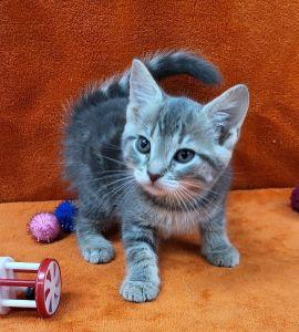 Elsa, an adoptable Domestic Short Hair in Bucyrus, OH image 2/3