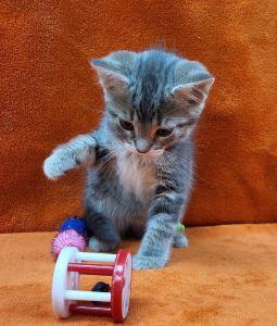 Elsa, an adoptable Domestic Short Hair in Bucyrus, OH image 3/3