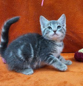 Elsa, adoptable, Young Female Domestic Short Hair.