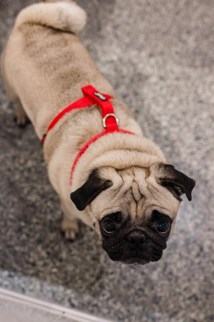 Mamba, Adoptable, Adult Male Pug.