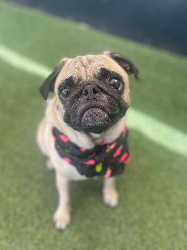 Enlarge Mamba, a Adoptable Pug in Gardena, CA image 2/6