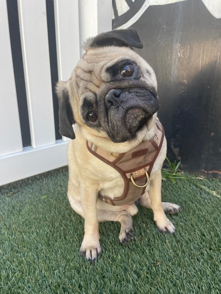 Enlarge Mamba, a Adoptable Pug in Gardena, CA image 3/6