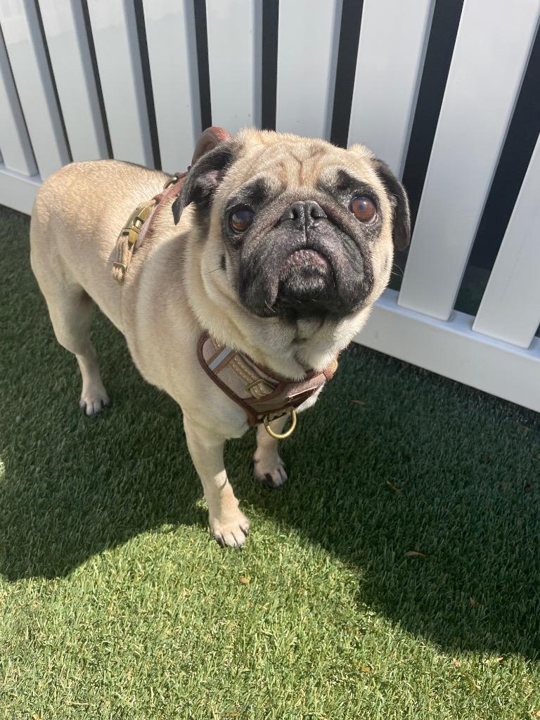 Enlarge Mamba, a Adoptable Pug in Gardena, CA image 5/6