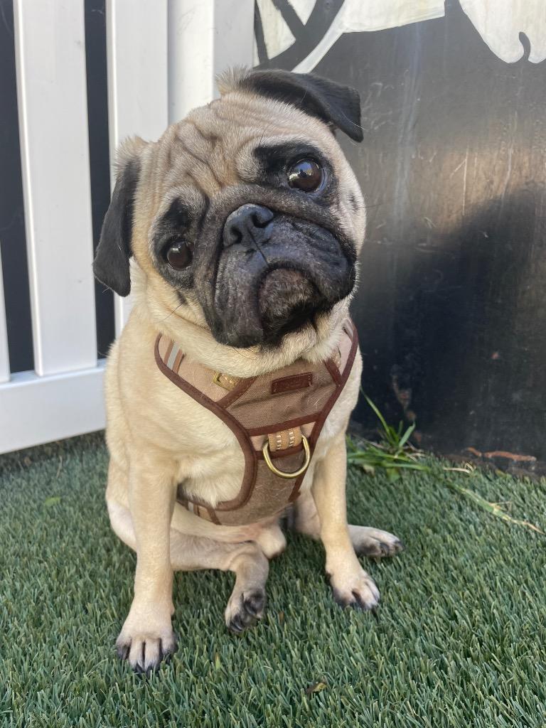 Enlarge Mamba, a Adoptable Pug in Gardena, CA image 5/6