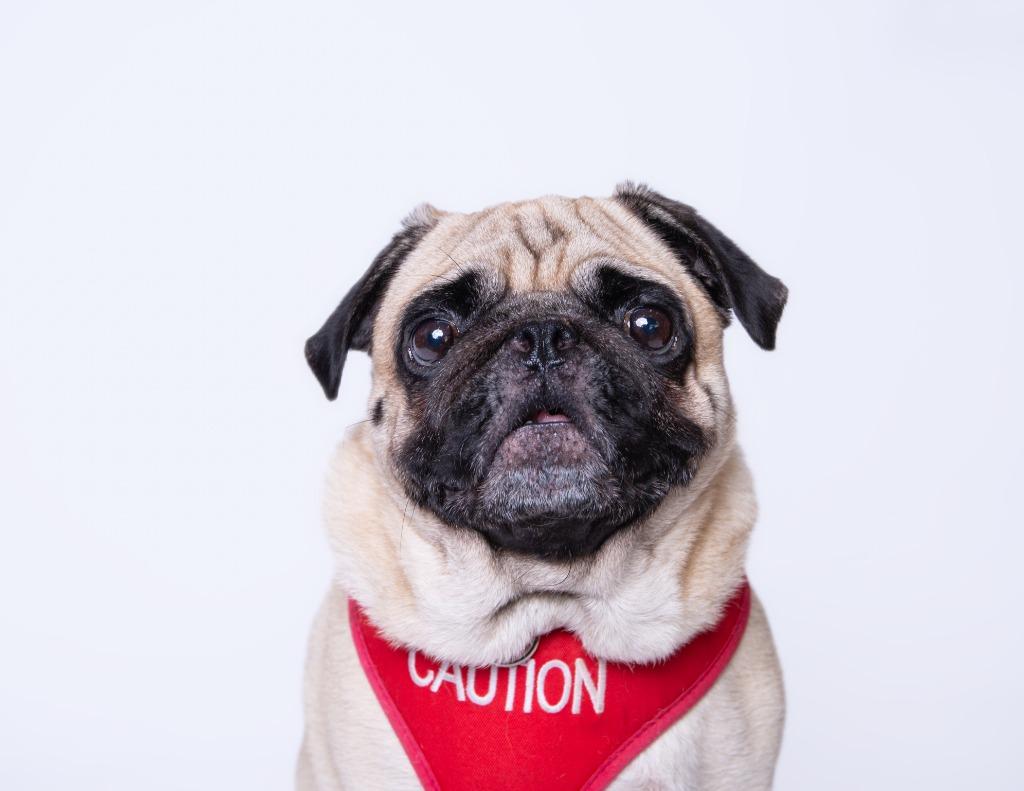 Enlarge Mamba, a Adoptable Pug in Gardena, CA image 6/6