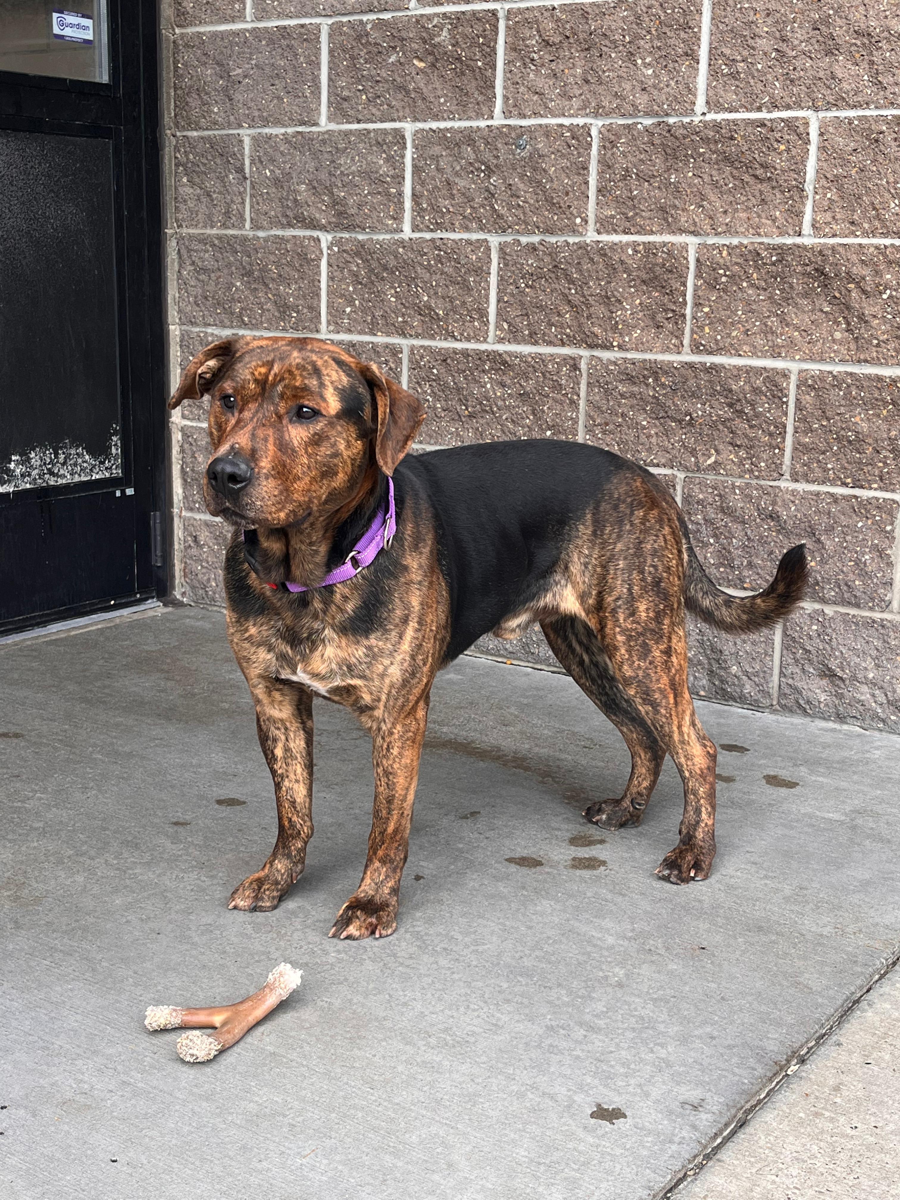 Enlarge Buck, an adopted mixed breed in Renfrew, PA image 2/2