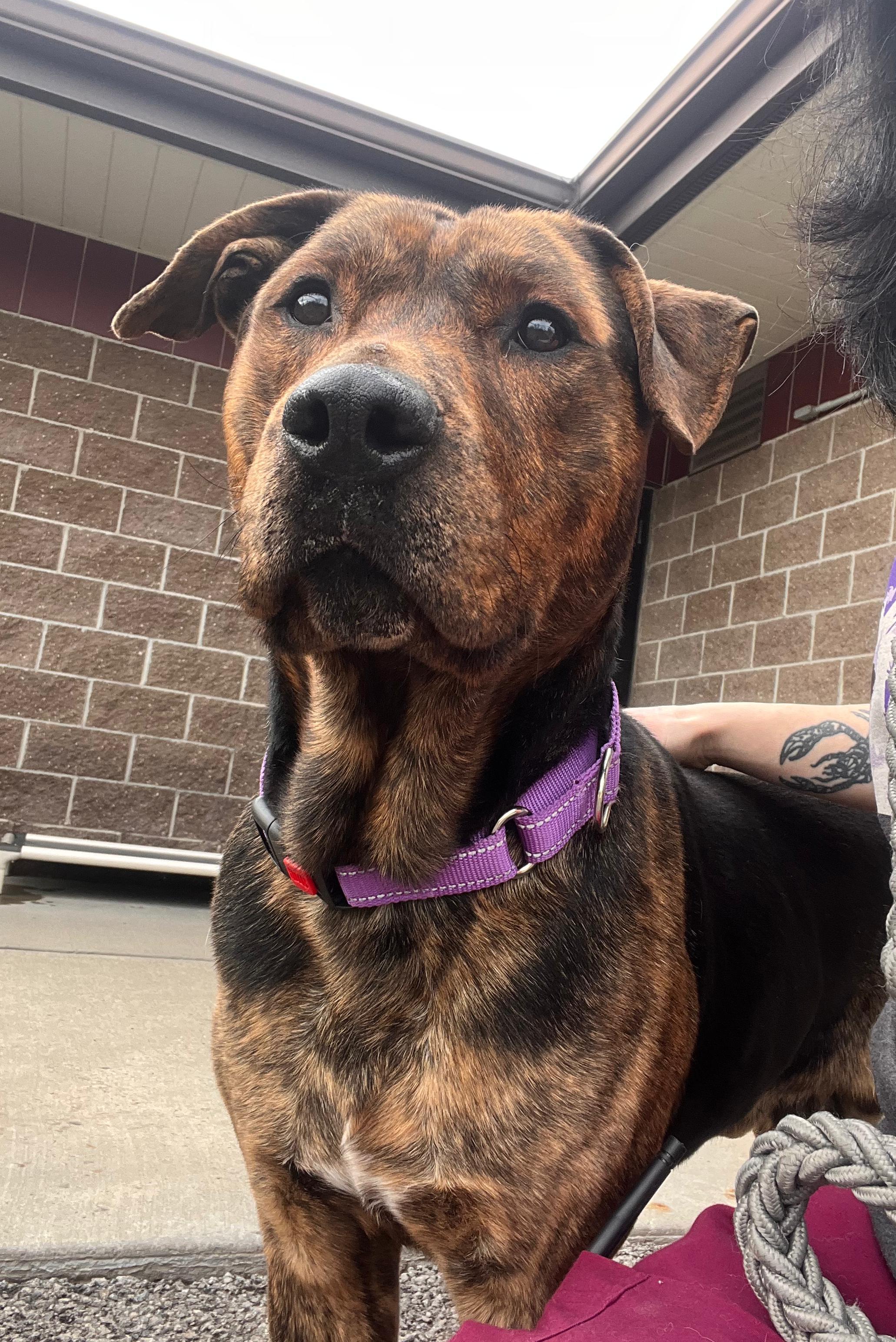 Enlarge Buck, an adopted mixed breed in Renfrew, PA image 1/2