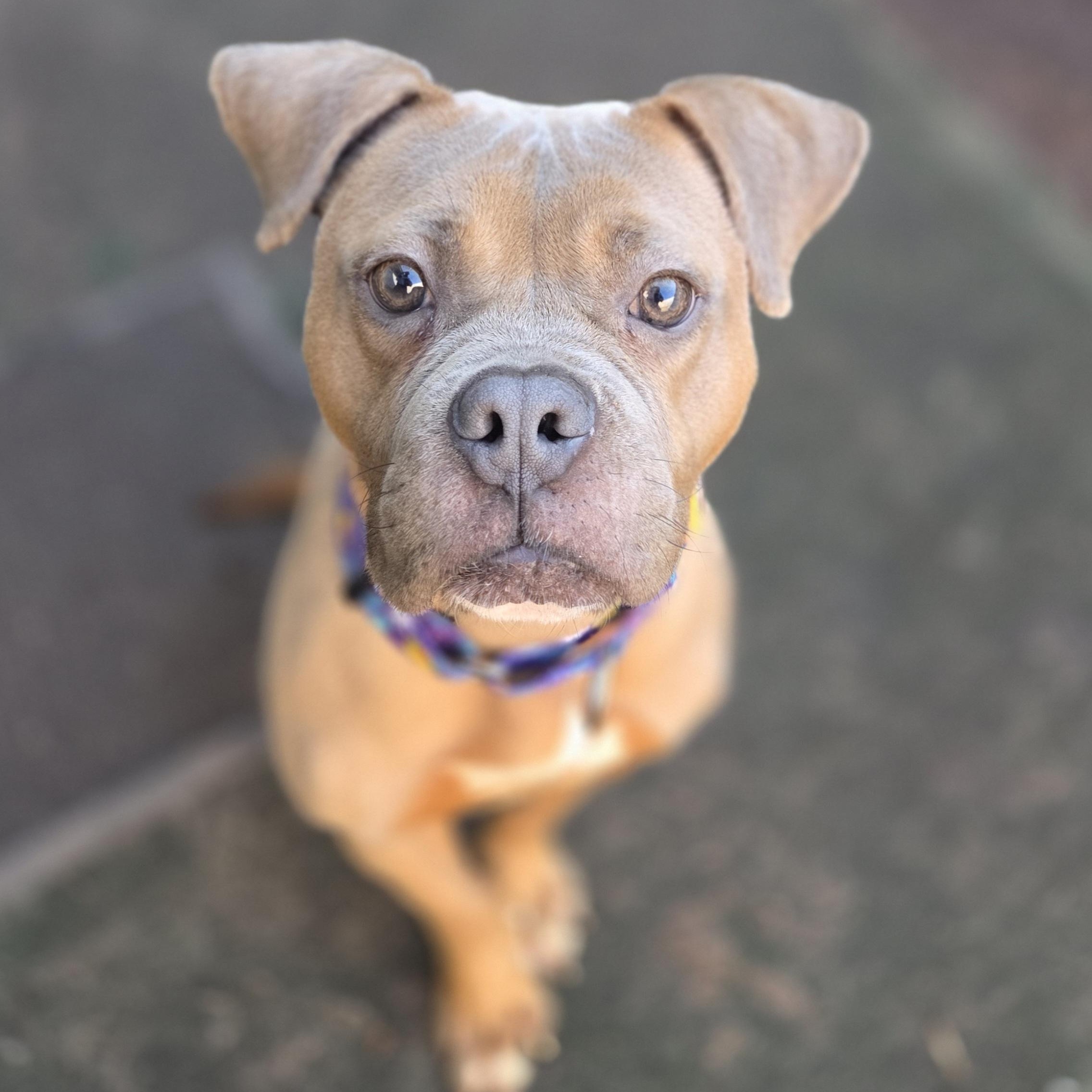Enlarge Pibble, an adopted mixed breed in Brookings, SD image 2/4