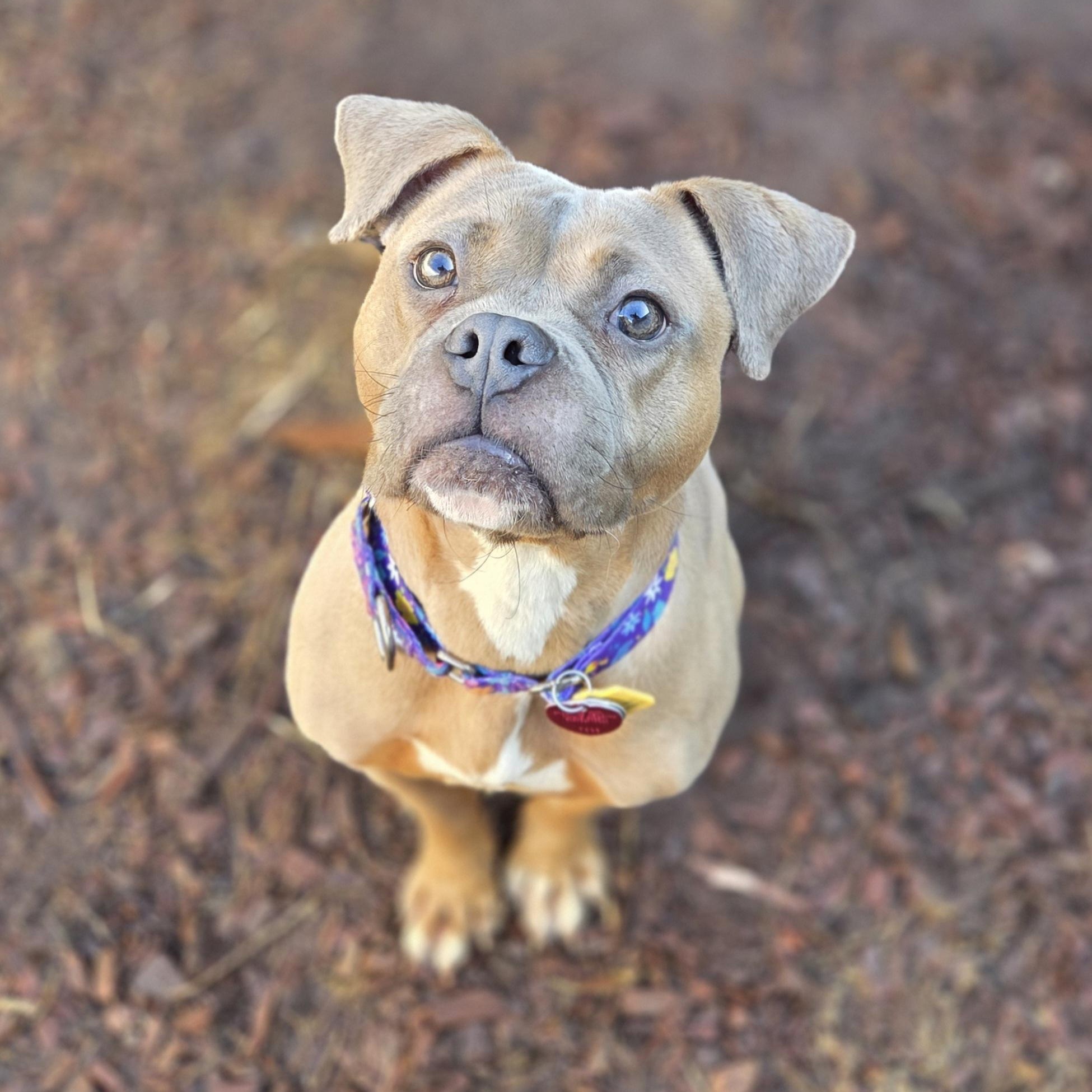 Pibble, adopted, Adult Female American Bully.