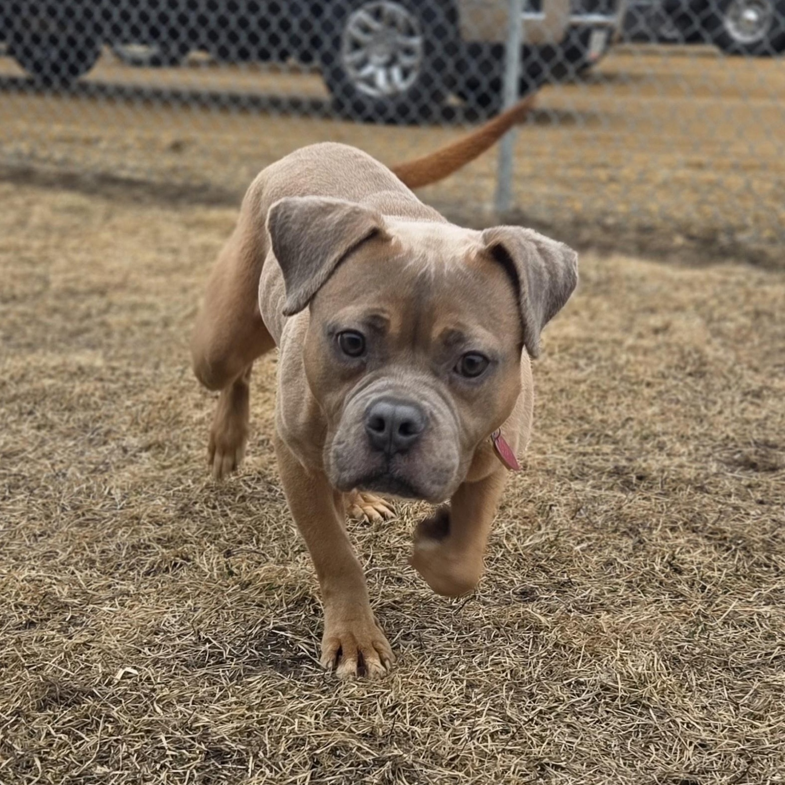Enlarge Pibble, an adopted mixed breed in Brookings, SD image 4/4