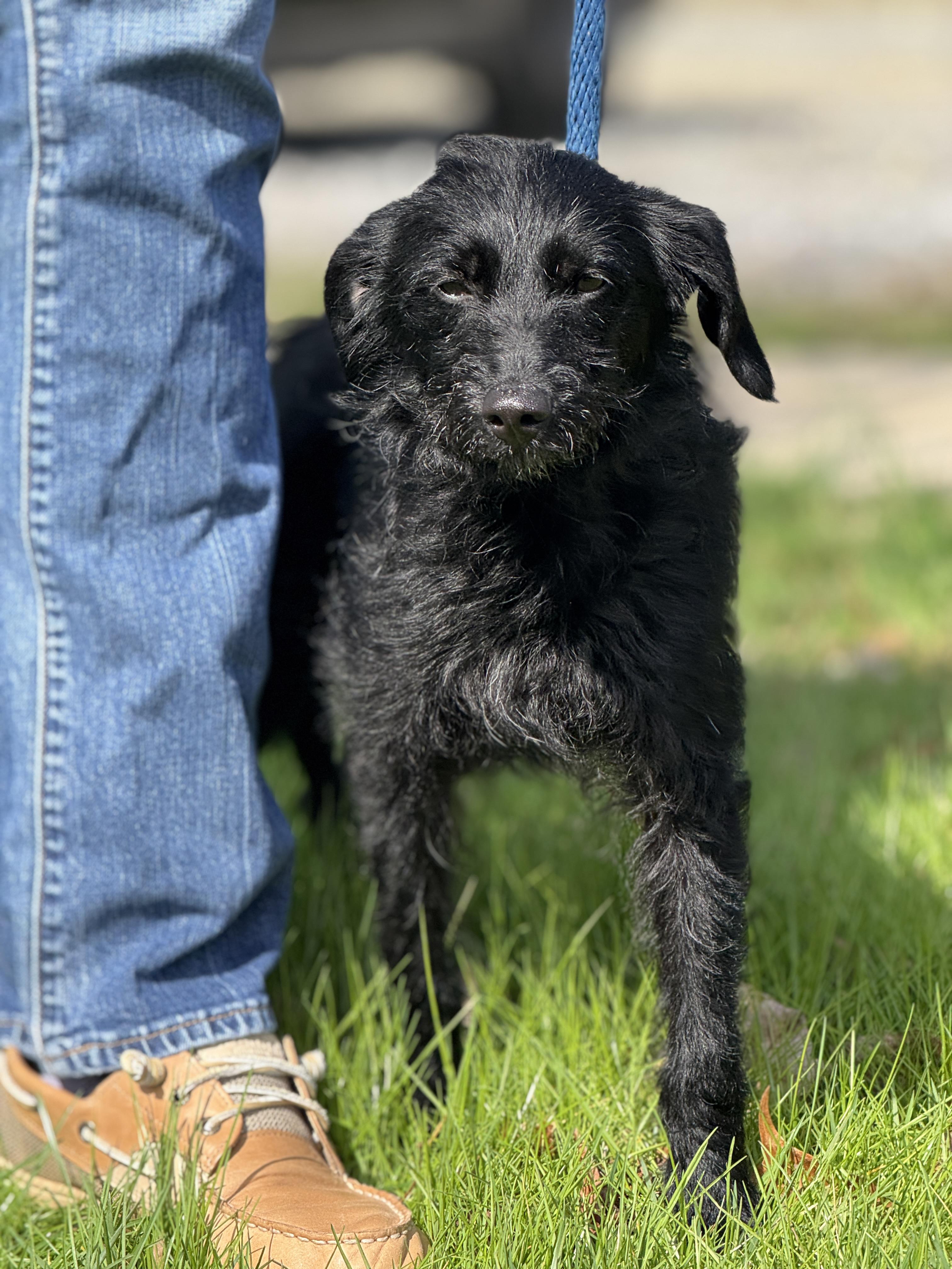 Enlarge Alley Oop, an adopted mixed breed in Richmond, VA image 6/6