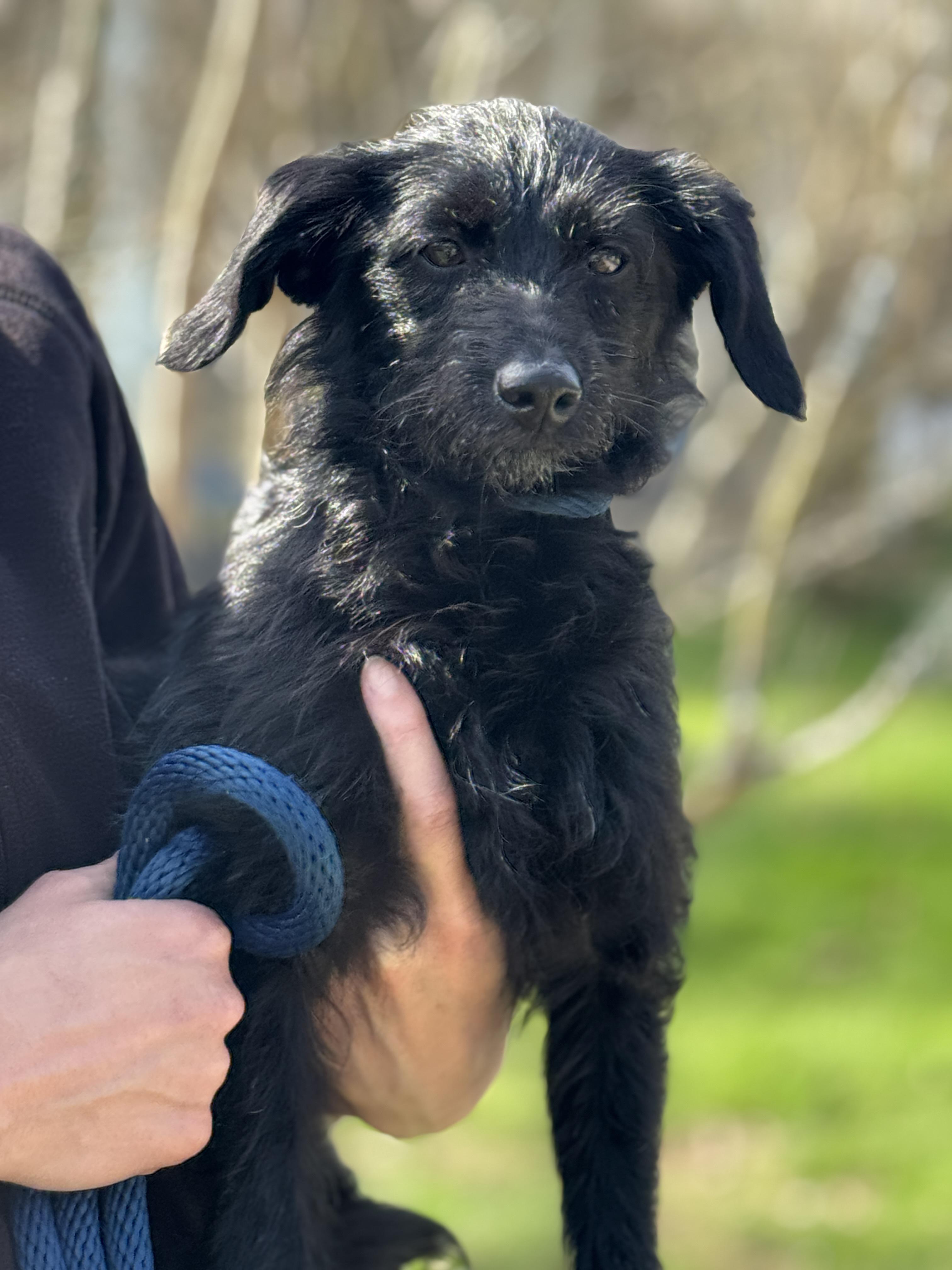 Alley Oop, adopted, Young Female Poodle & Terrier.