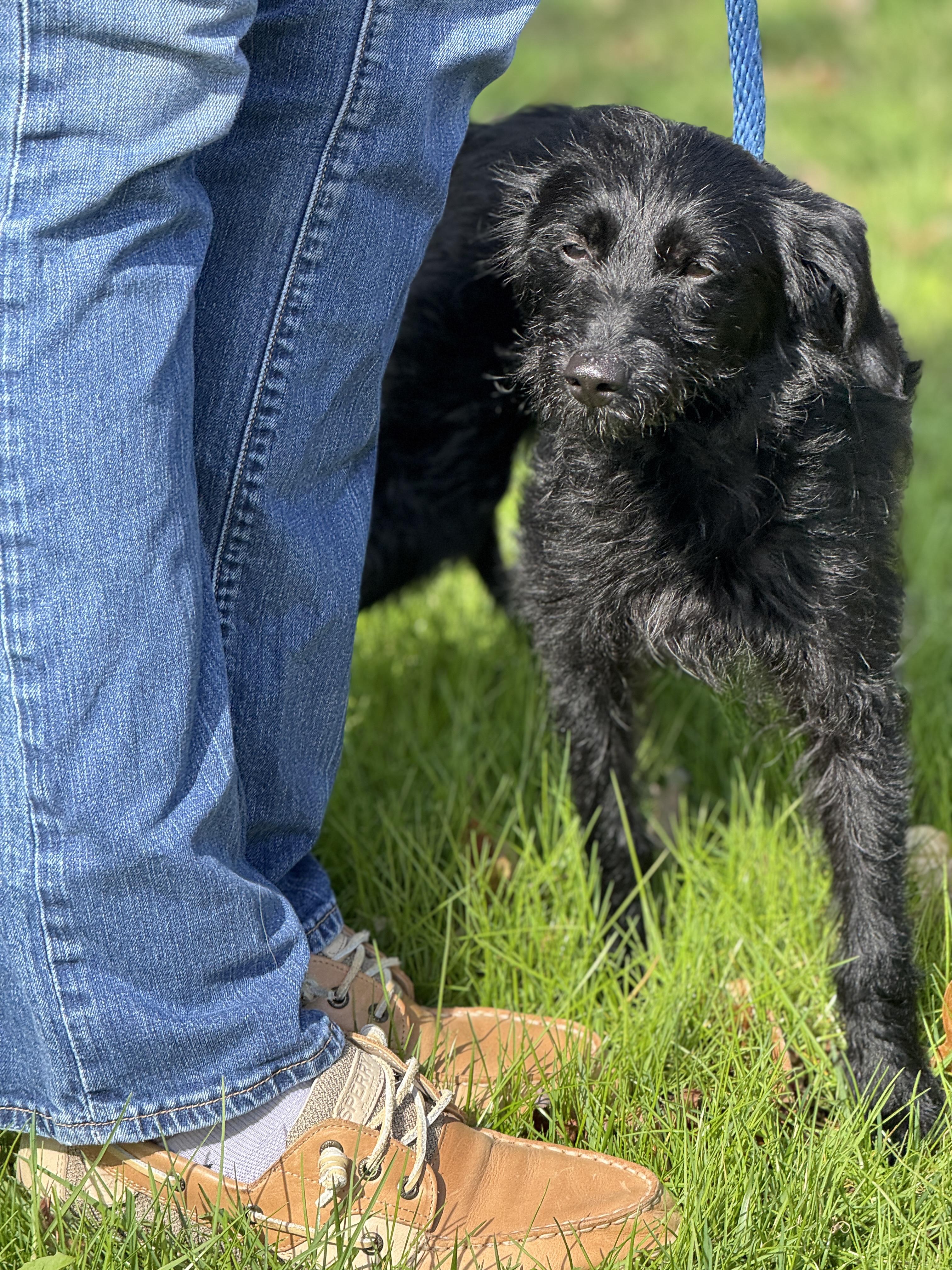 Enlarge Alley Oop, an adopted mixed breed in Richmond, VA image 3/6